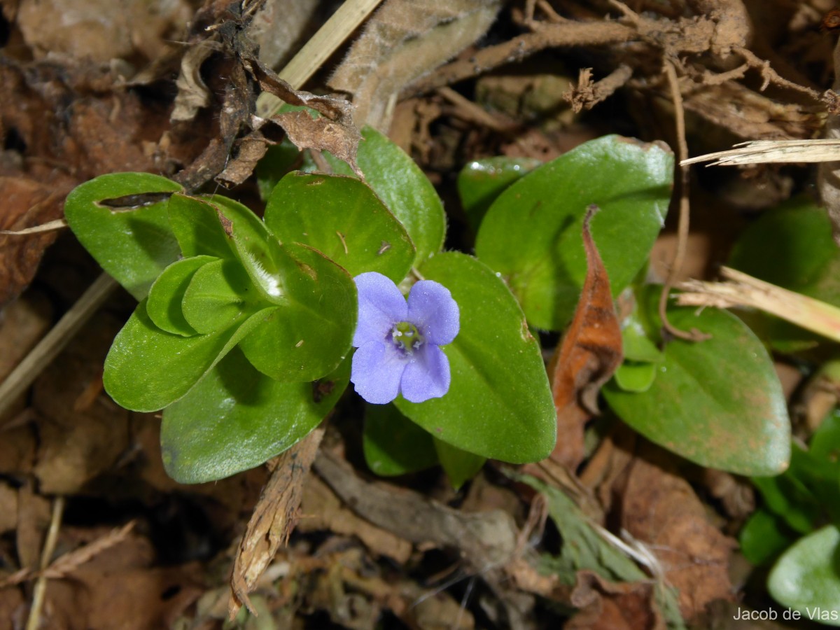 Bacopa lanigera (Cham. & Schltdl.) Wettst.